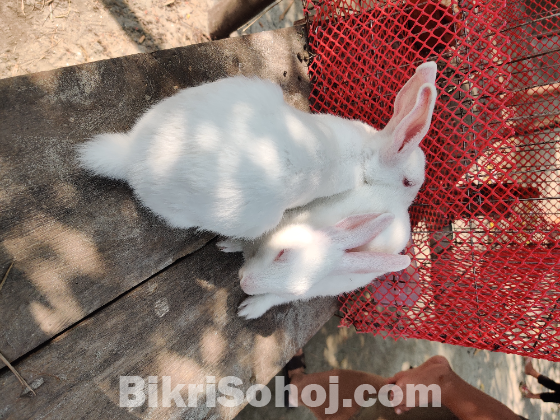 Rabbir খরগোশ